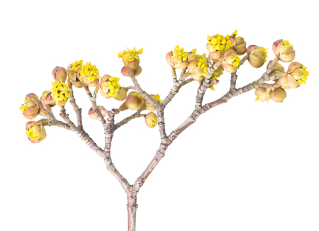 European cornel branch with young blossoming isolated over white backgroundの写真素材