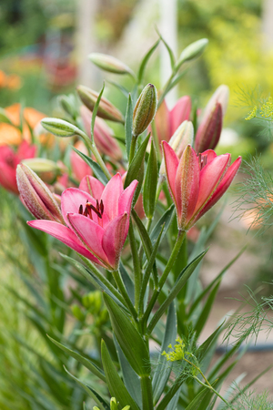 Bright pink lily flower over garden backgroundの写真素材
