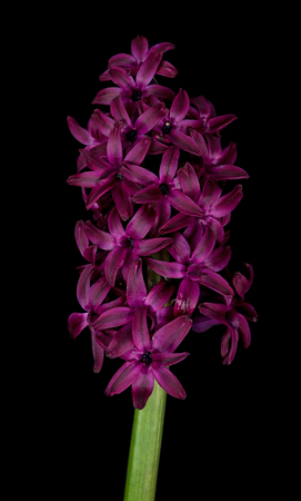 Bright hyacinth with dark burgundy flowers over black backgroundの写真素材