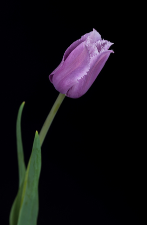 Bright purple tulip with fringed petals over black backgroundの写真素材