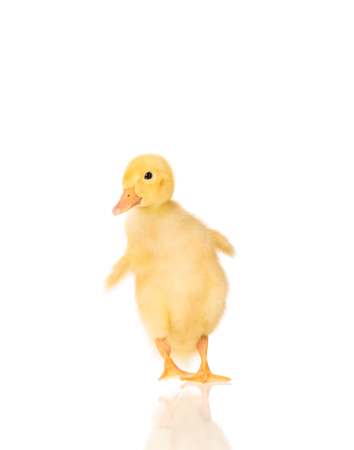Cute little duckling isolated over white backgroundの写真素材