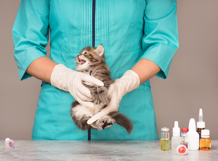 Veterinary survey of cute little kitten over grey backgroundの写真素材
