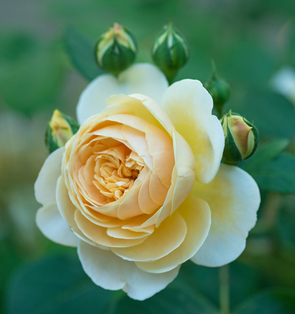 Fresh yellow rose with leaves over green backgroundの写真素材