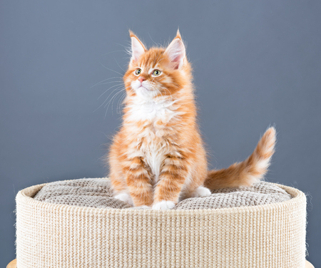 Fluffy Maine Coon kitten on the couch over grey backgroundの写真素材