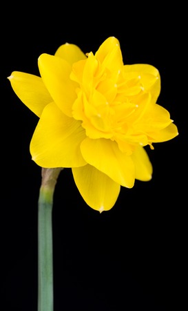 Bright spring narcissus over black background close-upの写真素材