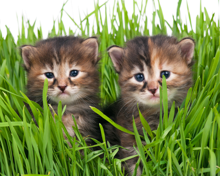 Cute little kittens in the bright green grass over white backgroundの写真素材