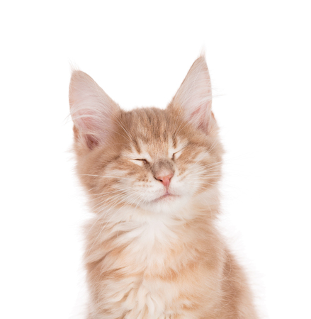 Fluffy Maine Coon kitten isolated over white backgroundの写真素材