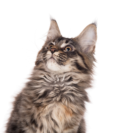Fluffy Maine Coon kitten isolated over white backgroundの写真素材