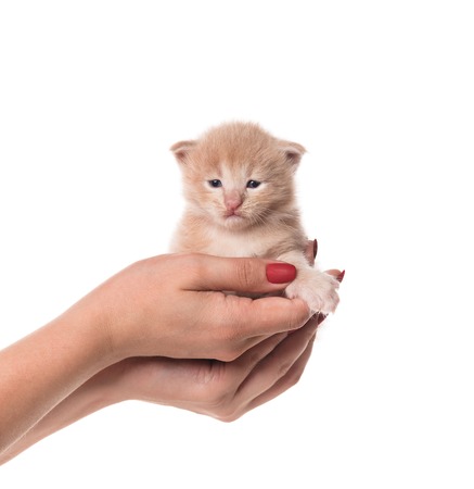 Fluffy Maine Coon kitten on the female hand isolated over white backgroundの写真素材
