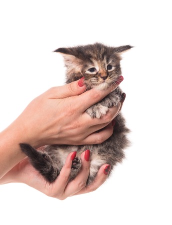Fluffy Maine Coon kitten on the female hand isolated over white backgroundの写真素材