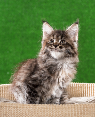Maine Coon kitten on the scratching-stone over green grass backgroundの写真素材