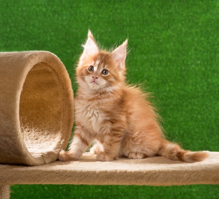 Maine Coon kitten on the scratching-stone over green grass backgroundの写真素材
