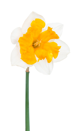 Bright spring narcissus isolated over white background close-upの写真素材