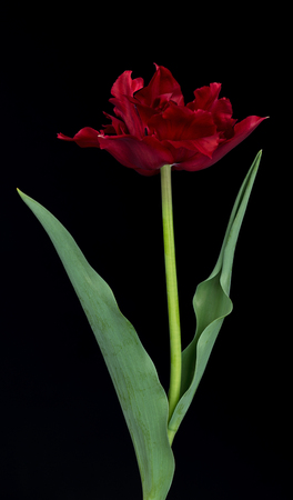 Bright red terry tulip with leaves over black backgroundの写真素材