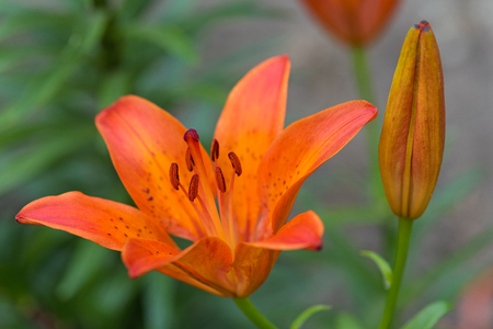 Bright orange lily flower over garden backgroundの写真素材