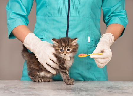 Veterinary survey of cute little kitten over grey backgroundの写真素材