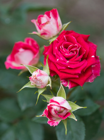 Fresh red rose with leaves over green backgroundの写真素材