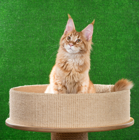 Maine Coon kitten on the scratching-stone over green grass backgroundの写真素材
