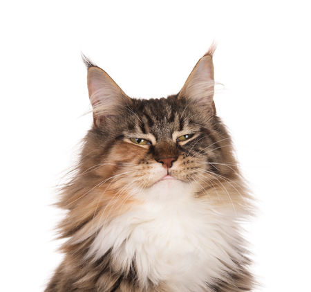Fluffy Maine Coon kitten isolated over white backgroundの写真素材