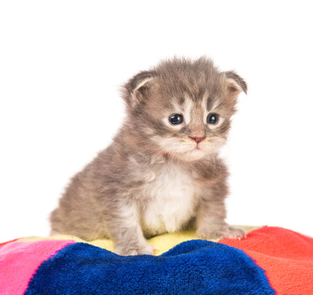 Fluffy Maine Coon kitten on the pillow isolated over white backgroundの写真素材