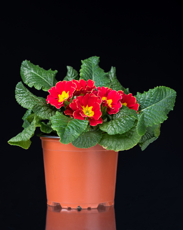 Blossoming red with yellow primrose in the flowerpot over black backgroundの写真素材