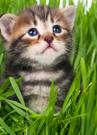 Cute little kitten in the bright green grass over white backgroundの写真素材