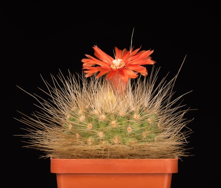 Bright cactus flower in the flowerpot over black backgroundの写真素材