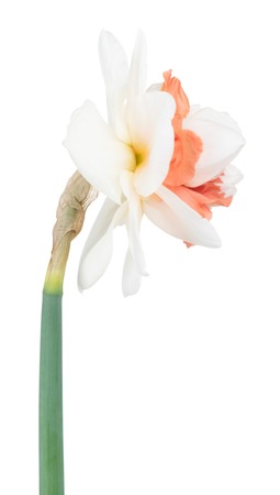 Bright spring narcissus isolated over white background close-upの写真素材