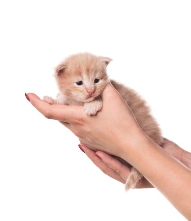 Fluffy Maine Coon kitten on the female hand isolated over white backgroundの写真素材