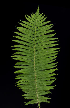 Texture of green leaf with ragged edges over black backgroundの写真素材