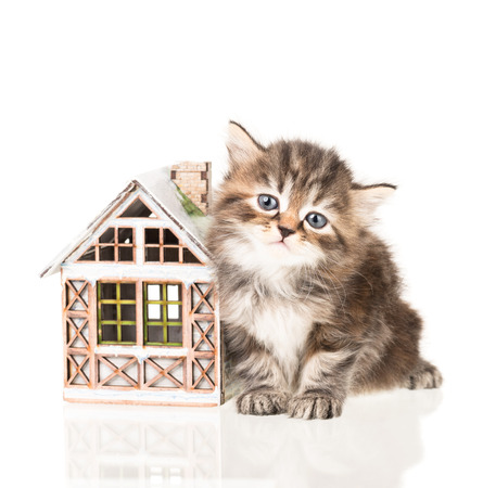 Cute little kitten with toy house isolated over white backgroundの写真素材