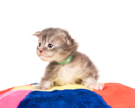 Fluffy Maine Coon kitten on the pillow isolated over white backgroundの写真素材