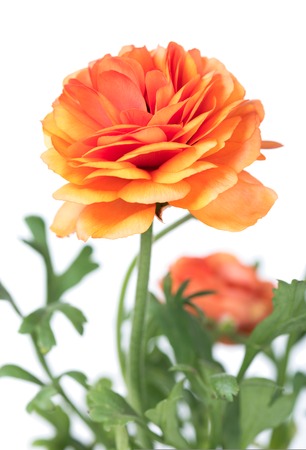 Red buttercup with bright petals isolated over white backgroundの写真素材