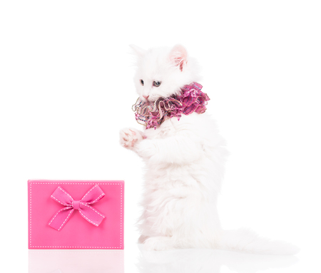 Cute fluffy kitten with gift box isolated over white backgroundの写真素材
