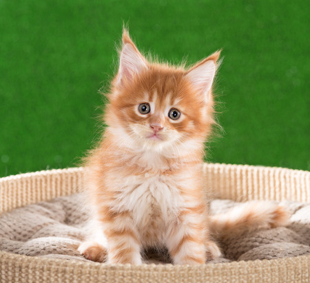 Maine Coon kitten on the scratching-stone over green grass backgroundの写真素材