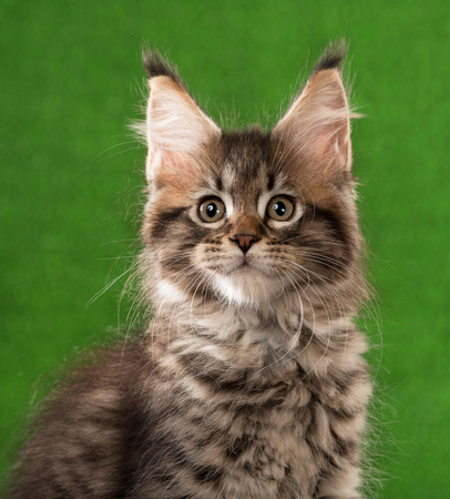 Portrait of Maine Coon kitten over green grass backgroundの写真素材