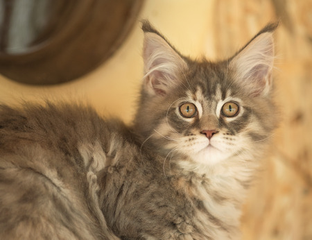Cute Maine Coon kitten on the stump in the open-air cageの写真素材