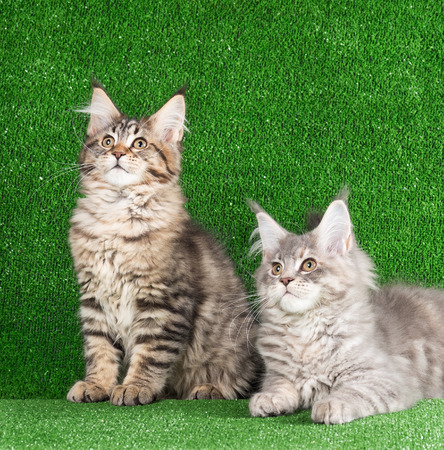 Cute Maine Coon kitten over green grass backgroundの写真素材
