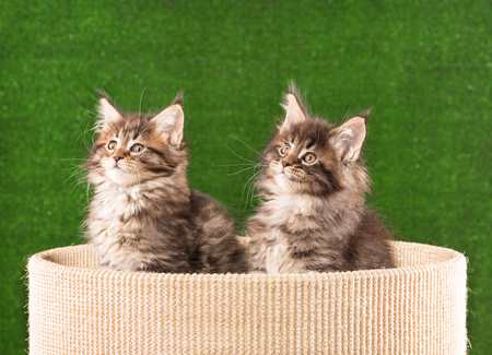Maine Coon kittens on the scratching-stone over green grass backgroundの写真素材