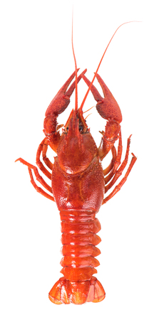 Prepared big crayfish isolated over white background cutoutの写真素材