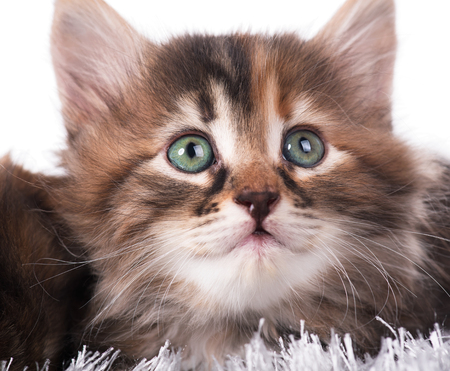 Cute kitten in a warm knitted sweater over light blue backgroundの写真素材
