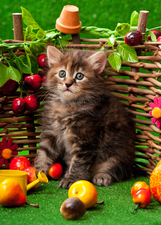Cute kitten on the decorative wattle fence over bright green backgroundの写真素材