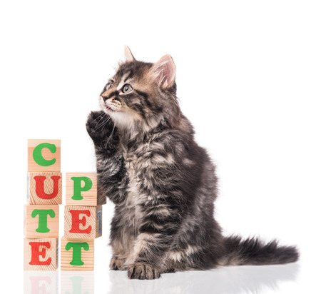 Cute siberian kitten with playing cubes isolated over white backgroundの写真素材