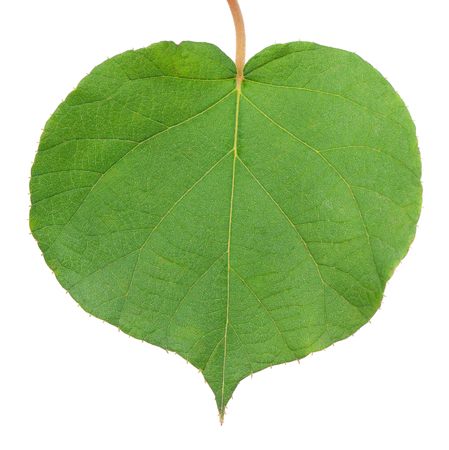 Texture of green leaf isolated over white backgroundの写真素材