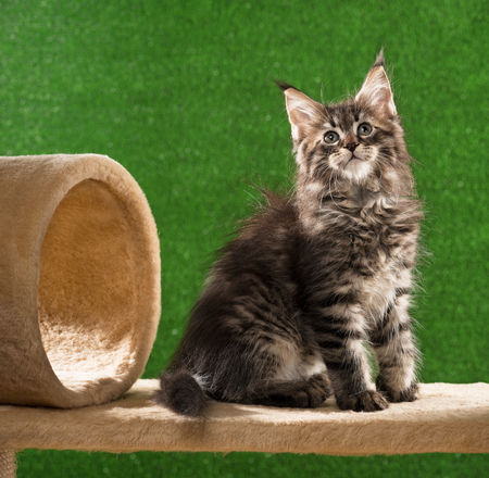 Maine Coon kitten on the scratching-stone over green grass backgroundの写真素材