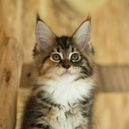 Cute Maine Coon kitten on the stump in the open-air cageの写真素材