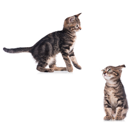 Set of serious cute kittens isolated on white backgroundの写真素材
