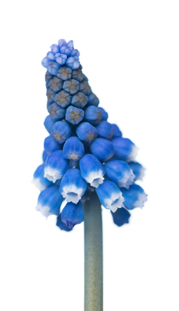 Bright blue muscari flowers isolated over white backgroundの写真素材