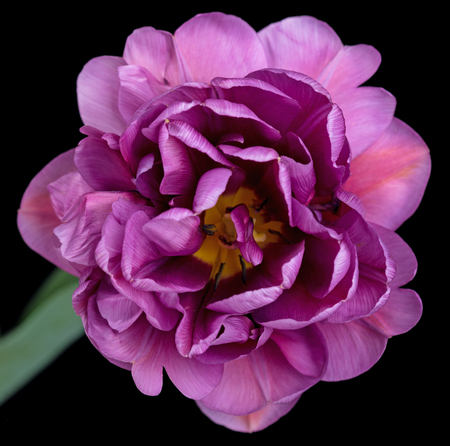Bright purple terry tulip over black backgroundの写真素材
