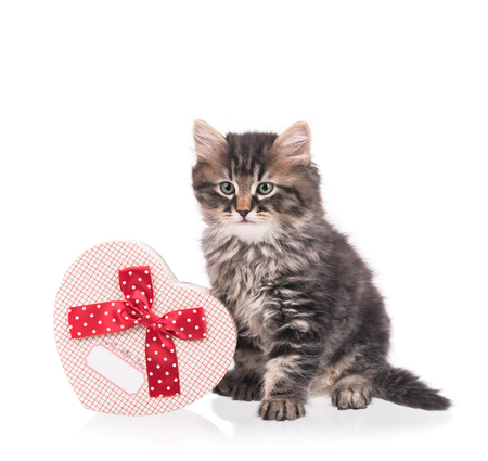 Cute fluffy kitten with gift box isolated over white backgroundの写真素材